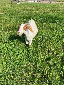 Older Boer Doe for sale - Photo 3