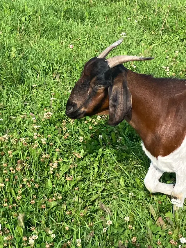 Boer Doe for sale