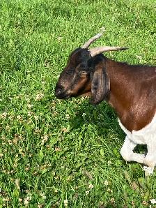 Boer Doe for sale
