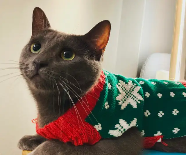 Cat looking for a loving owner!