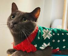 Cat looking for a loving owner!