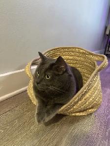 Cat looking for a loving owner! - Photo 2
