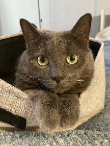Cat looking for a loving owner! - Photo 3