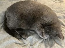 Cat looking for a loving owner! - Photo 4