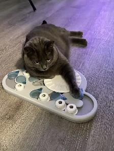 Cat looking for a loving owner! - Photo 6