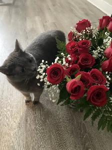 Cat looking for a loving owner! - Photo 7
