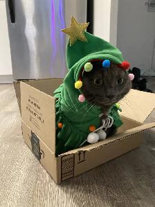 Cat looking for a loving owner! - Photo 8