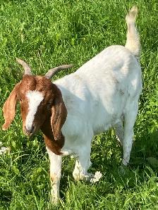 Boer doe for sale !