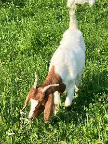 Boer doe for sale ! - Photo 2