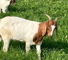 Boer doe for sale ! - Photo 3