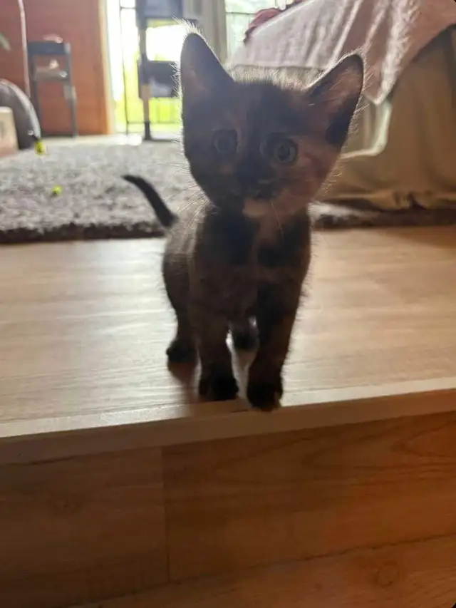Female Money Kitten