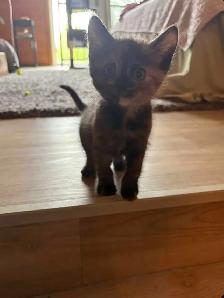 Female Money Kitten
