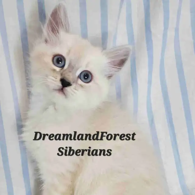 Hypoallergenic TICA Registered Siberian Kittens