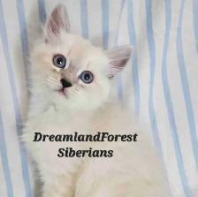 Hypoallergenic TICA Registered Siberian Kittens