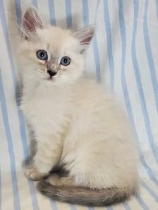 Hypoallergenic TICA Registered Siberian Kittens - Photo 2