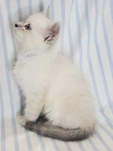 Hypoallergenic TICA Registered Siberian Kittens - Photo 3