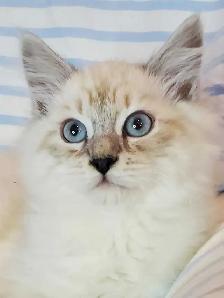 Hypoallergenic TICA Registered Siberian Kittens - Photo 4