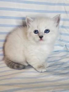 Hypoallergenic TICA Registered Siberian Kittens - Photo 5