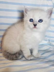 Hypoallergenic TICA Registered Siberian Kittens - Photo 7