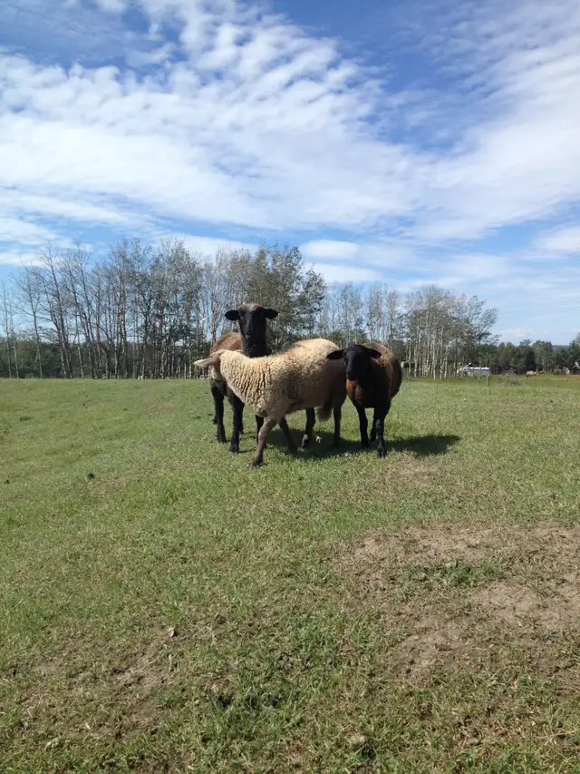 Sheep