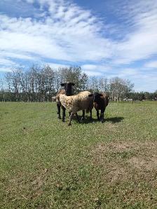 Sheep