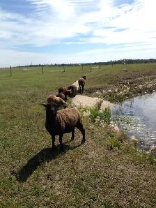 Sheep - Photo 2
