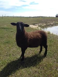 Sheep - Photo 4