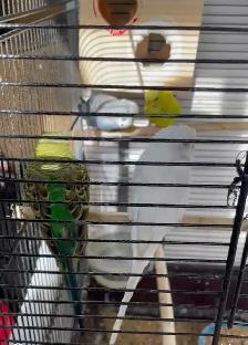 Budgie Australian parrot