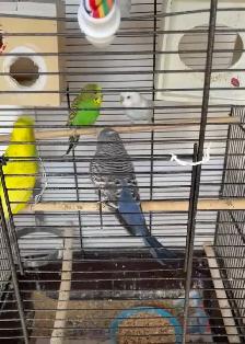 Budgie Australian parrot - Photo 2