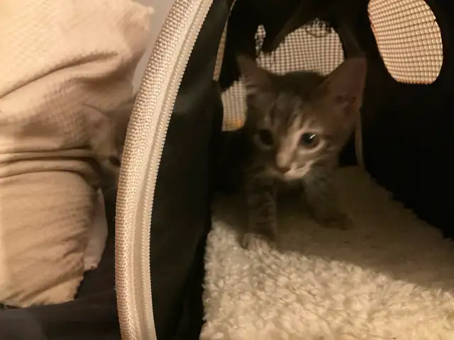 Three cute kittens seeking their forever homes