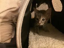 Three cute kittens seeking their forever homes