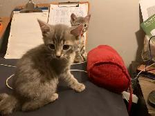Three cute kittens seeking their forever homes - Photo 2