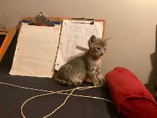 Three cute kittens seeking their forever homes - Photo 3