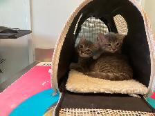 Three cute kittens seeking their forever homes - Photo 4