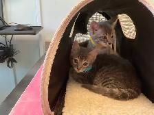 Three cute kittens seeking their forever homes - Photo 5