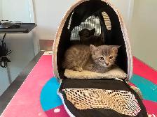 Three cute kittens seeking their forever homes - Photo 6