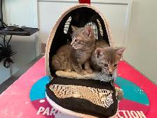Three cute kittens seeking their forever homes - Photo 7