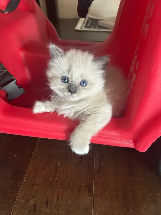 Ragdoll/ Siamese