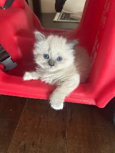 Ragdoll/ Siamese