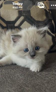 Ragdoll/ Siamese - Photo 2