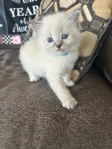 Ragdoll/ Siamese - Photo 3