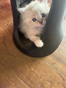 Ragdoll/ Siamese - Photo 4