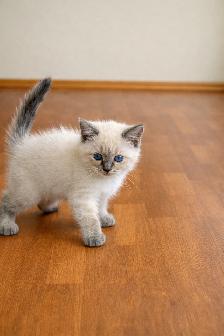 Stunning Siamese & Flame Point Himalayan Kittens - $400 - Photo 2