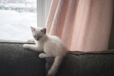 Stunning Siamese & Flame Point Himalayan Kittens - $400 - Photo 3