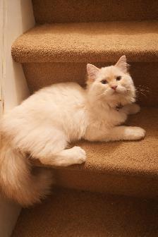 Stunning Siamese & Flame Point Himalayan Kittens - $400 - Photo 4