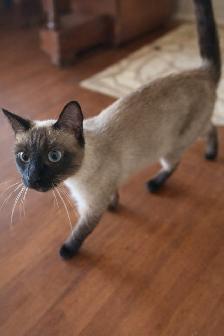 Stunning Siamese & Flame Point Himalayan Kittens - $400 - Photo 5