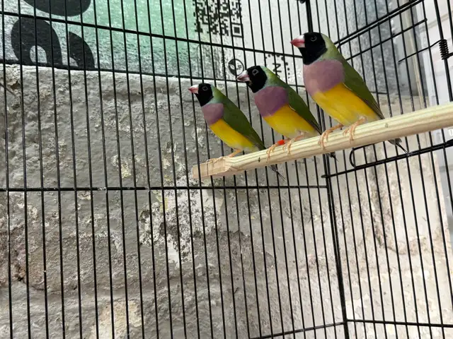 Female Gouldian Finches