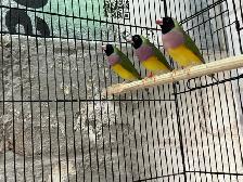 Female Gouldian Finches