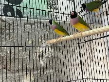Female Gouldian Finches - Photo 2