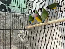 Female Gouldian Finches - Photo 3